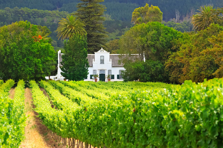 /South Africa Vineyard hotel